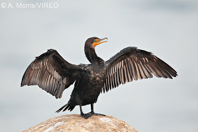 Double-crested Cormorant